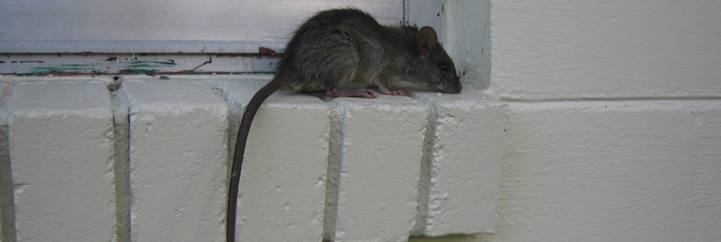 How To Inspect A House For Rat Entry Holes